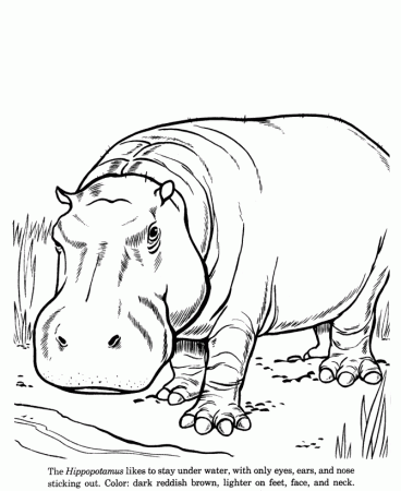Hippopotamus | Coloring