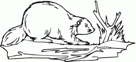 Free Beaver Coloring Pages