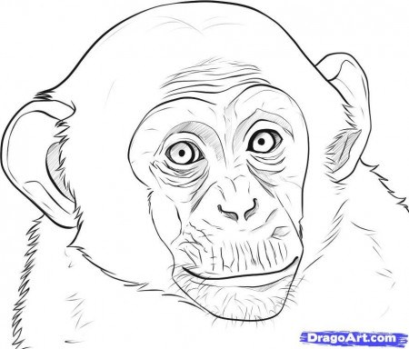 How to Draw a Realistic Monkey, Draw Real Monkey, Step by Step 