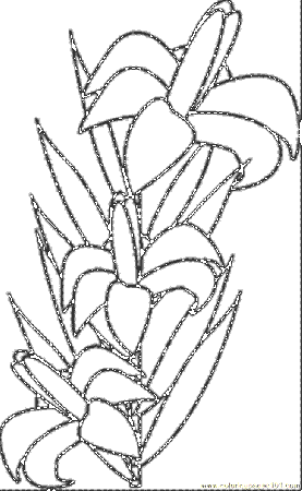 Coloring Pages White Lily Coloringth (Natural World > Flowers 