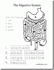 Digestive System Coloring Page - Coloring Pages for Kids and for ...