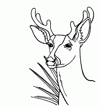 Deer #81 (Animals) – Printable coloring pages