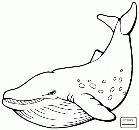 Humpback Whale Worksheet | Printable Worksheets and Activities for  Teachers, Parents, Tutors and Homeschool Families