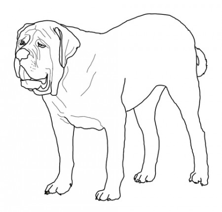 English Mastiff coloring page | Free Printable Coloring Pages