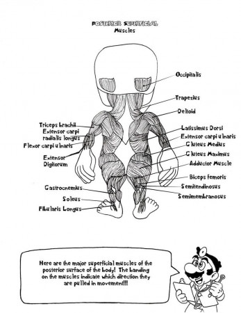 Colouring Sheets For Muscles Printable Anatomy Coloring Book ...