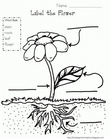 Print Free Coloring Pages Of Plants Parts - Widetheme
