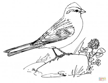 Sparrows coloring pages | Free Coloring Pages