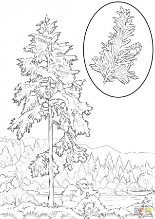 Washington State Tree Coloring Page - High Quality Coloring Pages