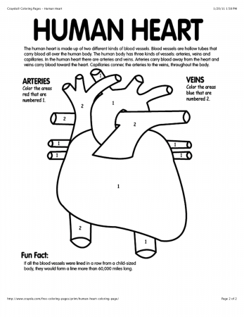 Human Heart Diagram Coloring Page - High Quality Coloring Pages
