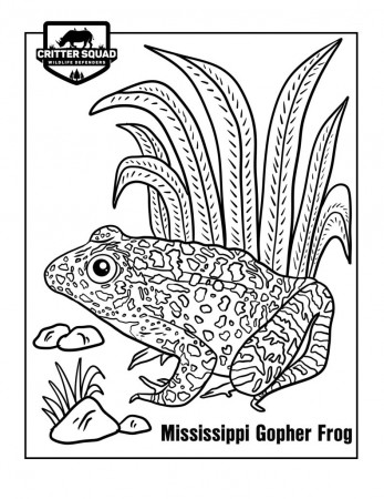 Amphibian Coloring Pages - C.S.W.D