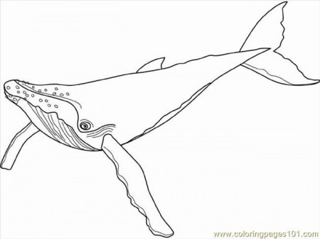 Awesome Pages Humpback Whale Mammals Printable Coloring Page For Your Kids  - http://ww… | Whale coloring pages, Animal kingdom colouring book, Animal coloring  pages
