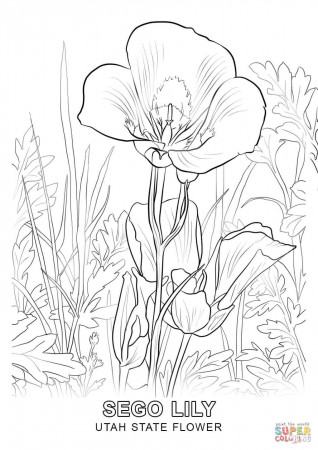 Utah State Flower coloring page | Free Printable Coloring Pages