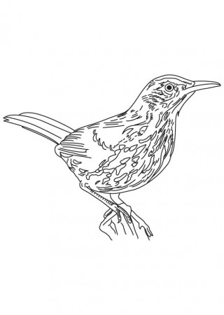 Long tailed brown thrasher coloring page | Download Free Long tailed brown  thrasher coloring page for kids | Best Coloring Pages