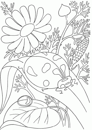 Butterflies and insects coloring pages 14 / Butterflies and ...