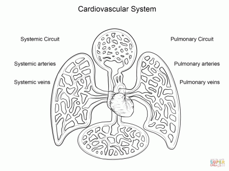 Cardiovascular System coloring page | Free Printable Coloring Pages