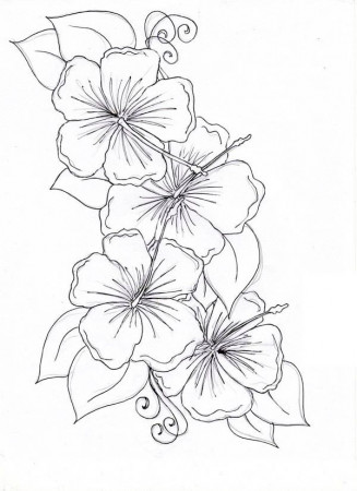 Hibiscus Flower Drawing Coloring Page: Hibiscus Flower Drawing ...