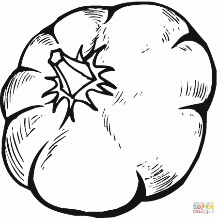 Squash Coloring Pages 2712420 Zucchini Flower Clip Art GIF - LowGif