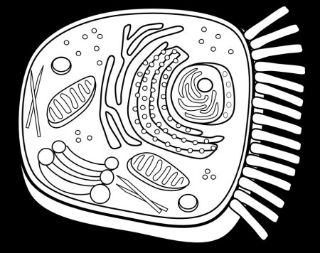 animal cell coloring pages page 1 - Free Coloring Sheets