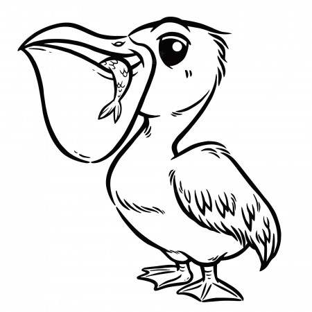 Premium Vector | Cartoon pelican - coloring book for kids