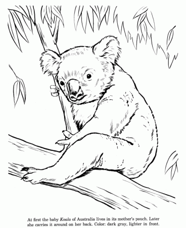 Animal Drawings Coloring Pages | Koala animal identification ...