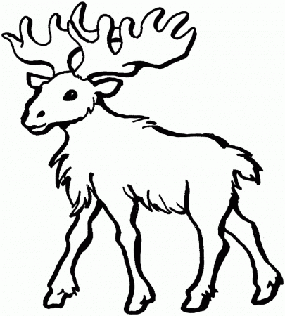 Moose Head Coloring Pages - HiColoringPages