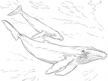 Realistic Humpback Whales Coloring Page - Free Printable Coloring Pages for  Kids