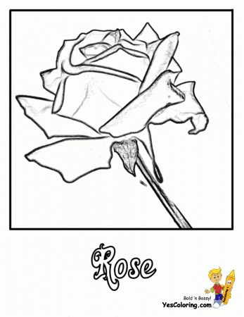 Flower Coloring Page | YesColoring | Free | USA-World
