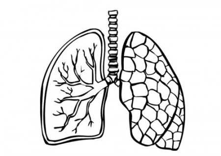 Coloring page lungs - img 9488. | Coloring pages, Anatomy coloring book,  Lunges