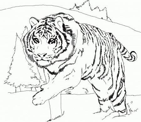 Tiger coloring pages | Animal coloring pages | #16 Free Printable ...