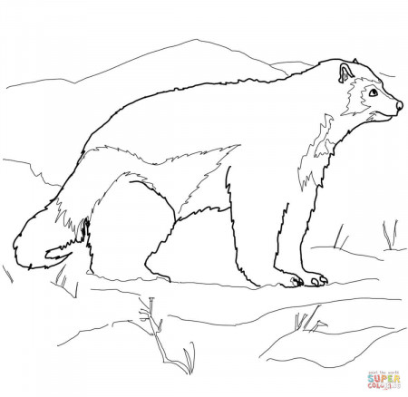 Arctic Wolverine coloring page | Free Printable Coloring Pages