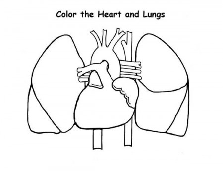 Heart And Lung Coloring Pages