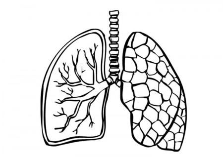 Coloring Page lungs - free printable coloring pages