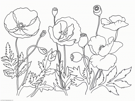 Best Photos of Free Printable Poppy Flower - Poppy Flower Drawing ...