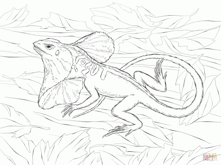 Frill-necked lizard coloring pages | Free Coloring Pages