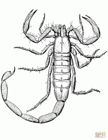 Scorpion coloring page | Free Printable Coloring Pages