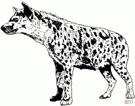 Realistic Spotted Hyena coloring page | Free Printable Coloring Pages