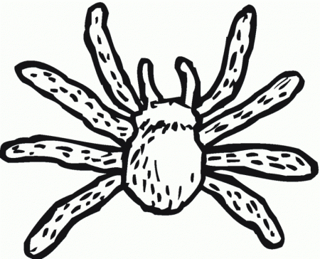 Spider Coloring Pages - coloringmania.pw | coloringmania.pw