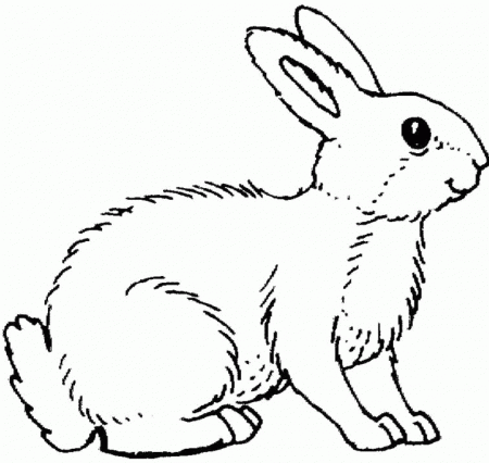 Rabbit : Rabbits Who Were Stalking Coloring Pages, Rabbit Who Was 