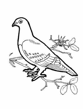 Birds - 999 Coloring Pages