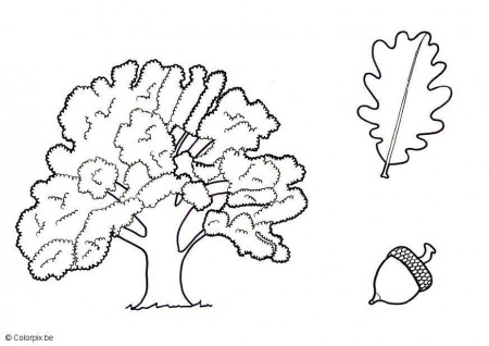 Coloring page oak - img 5682.