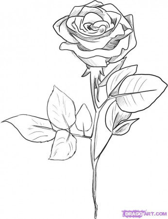 Rose Flower Sketch | Maria Lombardic