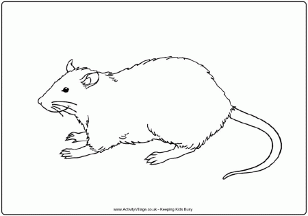 Rat-coloring-pictures-5 | Free Coloring Page Site