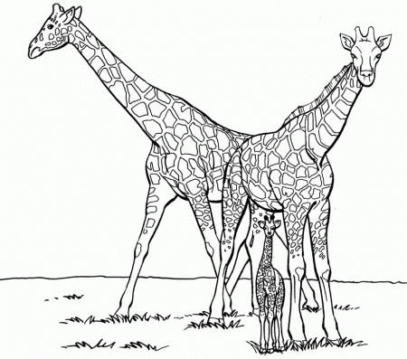 Download Family Giraffe Coloring For Kids Or Print Family Giraffe 