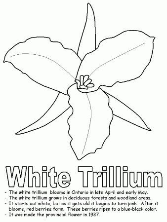 White Trillium coloring page