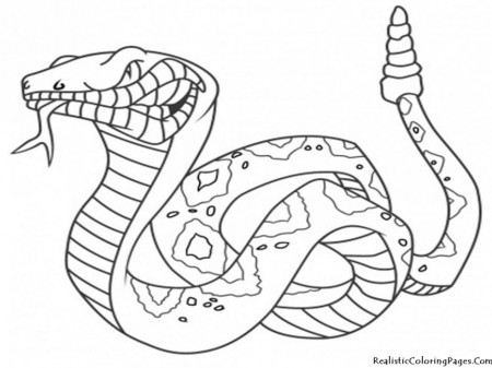 Cute Baby Animals Coloring Pages Wallpaper Zoo Baby Animal 285803 