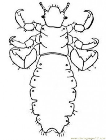 Coloring Pages Insect11 (Animals > Insects) - free printable 
