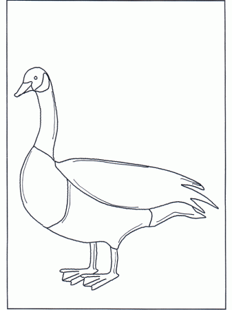 Goose - Birds