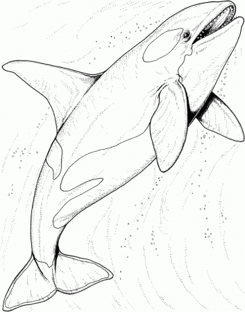 Killer Whale Coloring Page For Kids | 99coloring.com