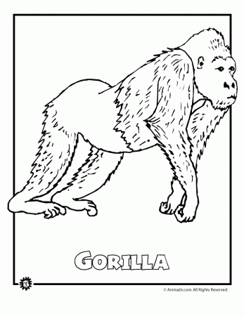 Jungle Animals Coloring Pages 4 | Free Printable Coloring Pages