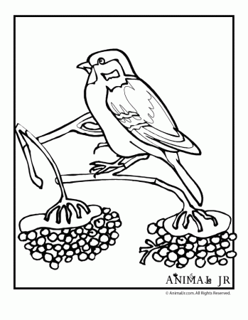 Sparo Coloring Pages Printable
